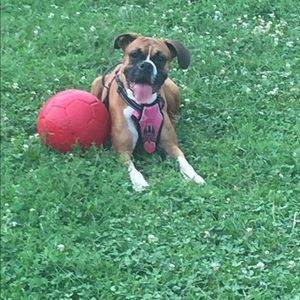 Meet your Posher, Susana